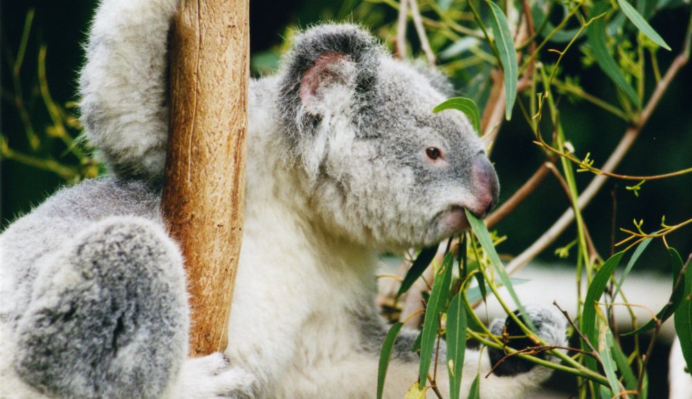 Koala-ag1