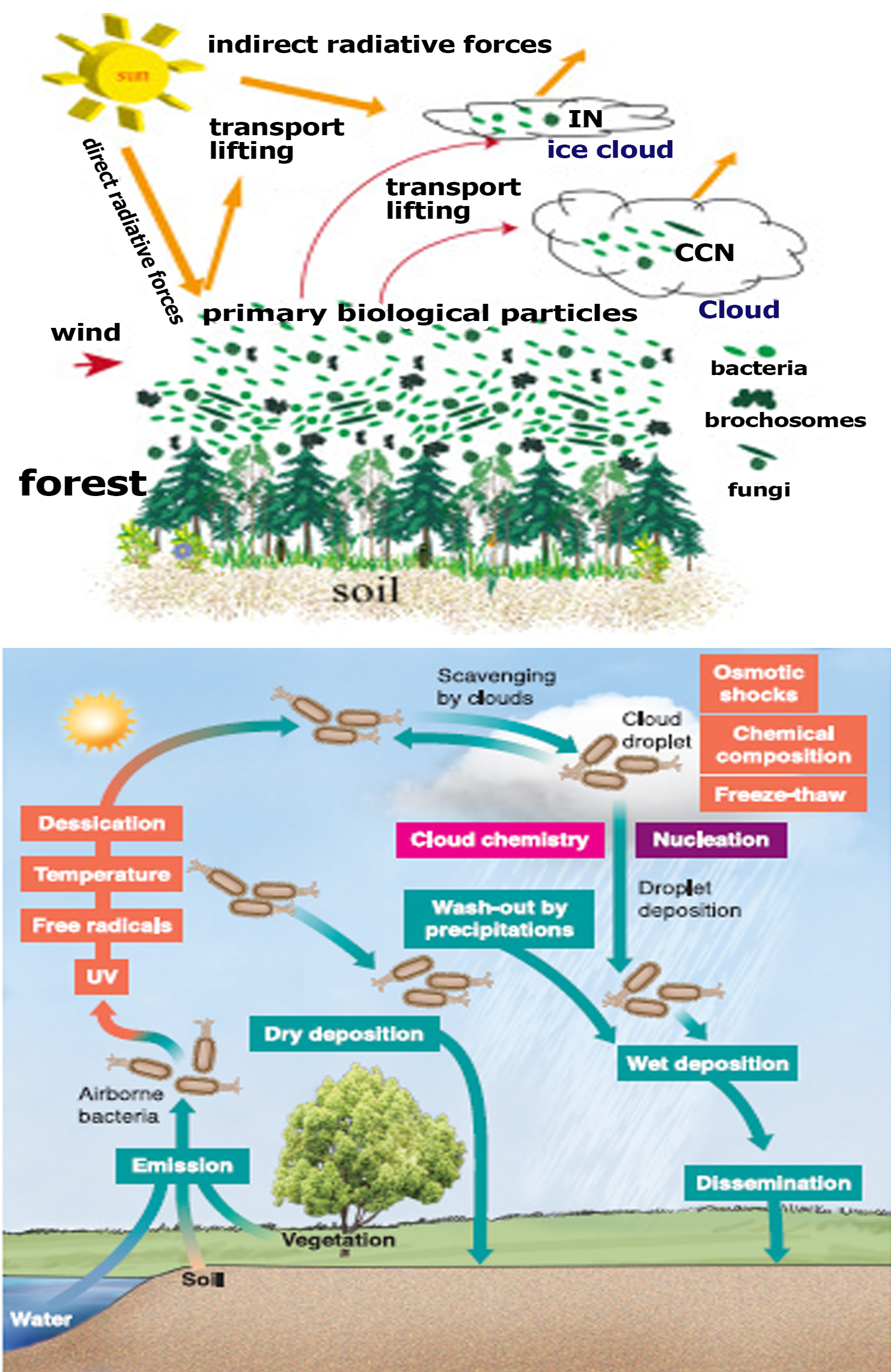 Pseudomonas Syringae "rainmaking bacteria"