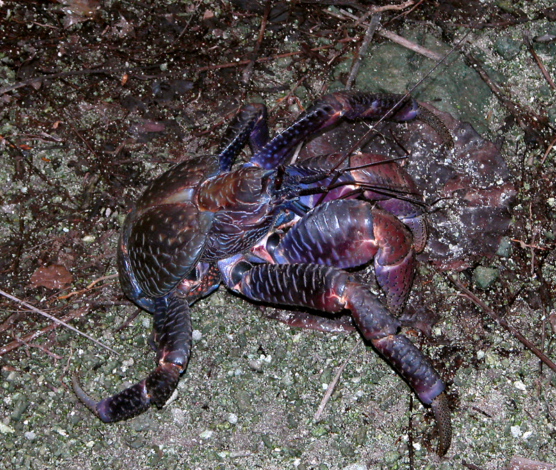 coconutCrab_cropped