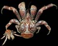 SEA_COCONUT_CRAB