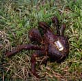 coconut_crab