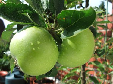 Image Credit: Fievet
Rights: Public Domain
Source: http://commons.wikimedia.org/wiki/File:Pommes_vertes.JPG Contact-image