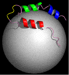 Structure and Function of the Juxtamembrane Domain of the Human ...