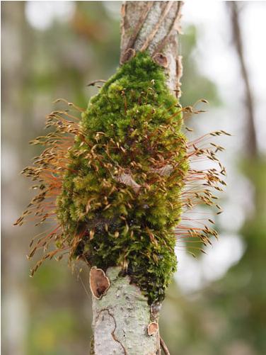 mossonlivingtreelow