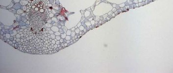 hydrophyte1low