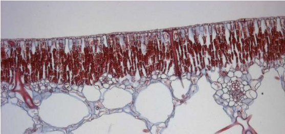 hydrophyte2low
