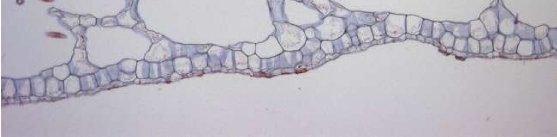 hydrophyte2low